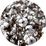 Cultivo de algodão