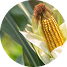 Cultivo de milho