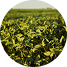 Cultivo de soja