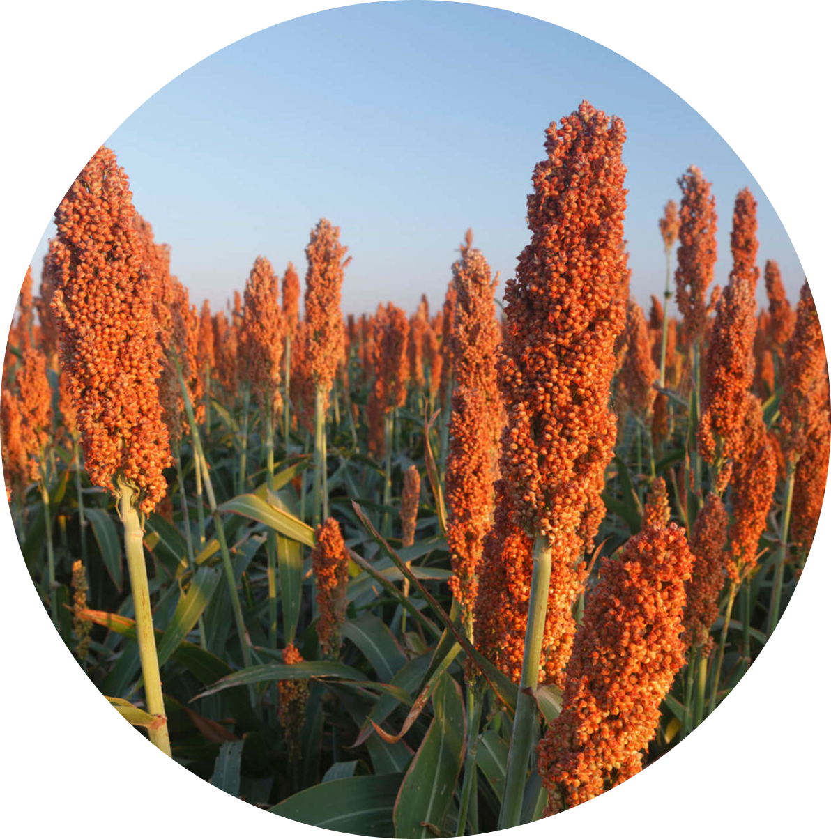 Cultivo de sorgo