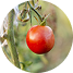 Cultivo de tomate