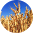 Cultivo de trigo